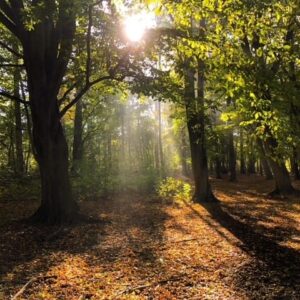 Jordning: Naturens Helande Kraft